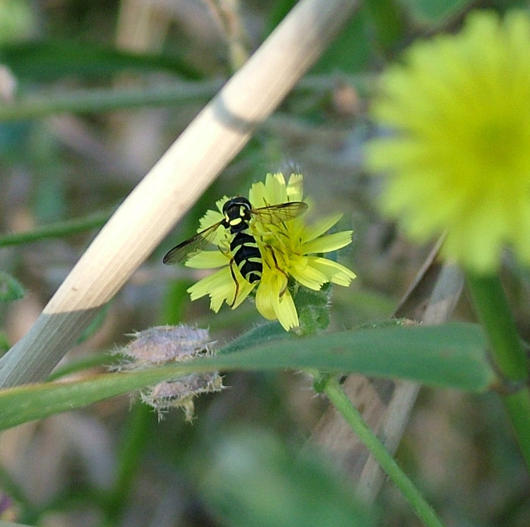 Ditteri da Marina di Montenero di Bisaccia